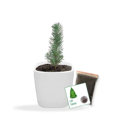 Hobby Dikim Kiti - Çam